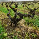 Amona Crianza