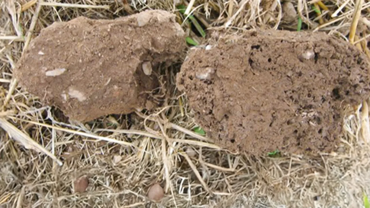 Régénérer vos sols