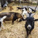 VISITE GUIDATE E DEGUSTAZIONI