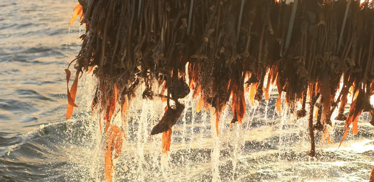 Alginates: Protanal(R), Manucol(R), Protacid(R) and More