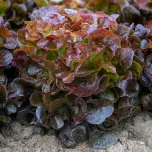 Feuilles de chêne de plein champ
