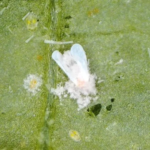 SUMIFLY® : une protection naturelle pour une performance professionnelle contre les aleurodes et les thrips