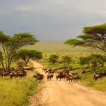 Unforgettable Tanzania Safari Experience