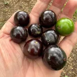 Jabuticaba Powder
