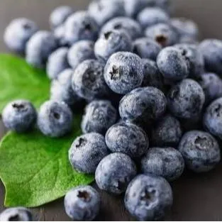 Bilberry Extract