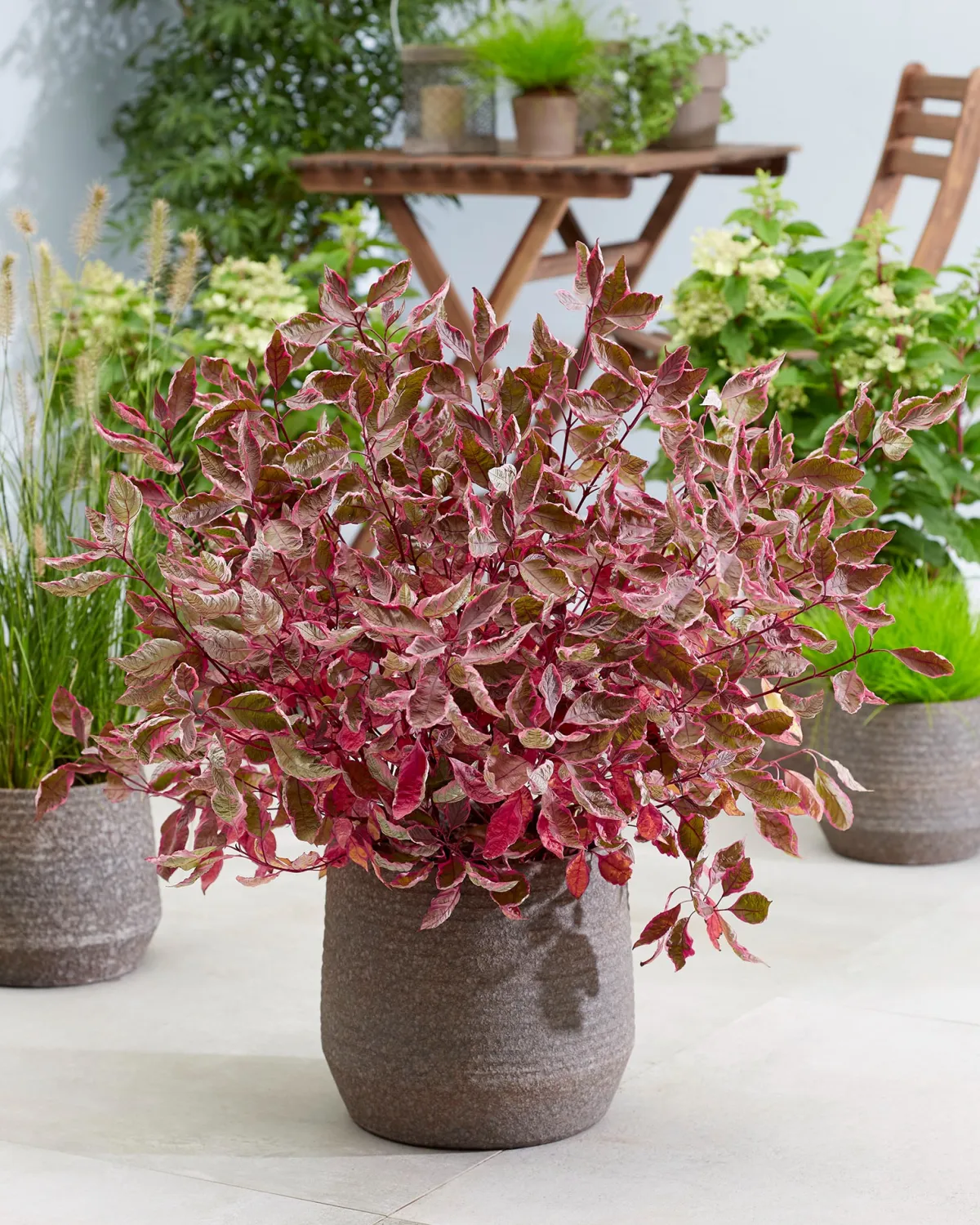 CORNOUILLER BLANC MIRACLE®