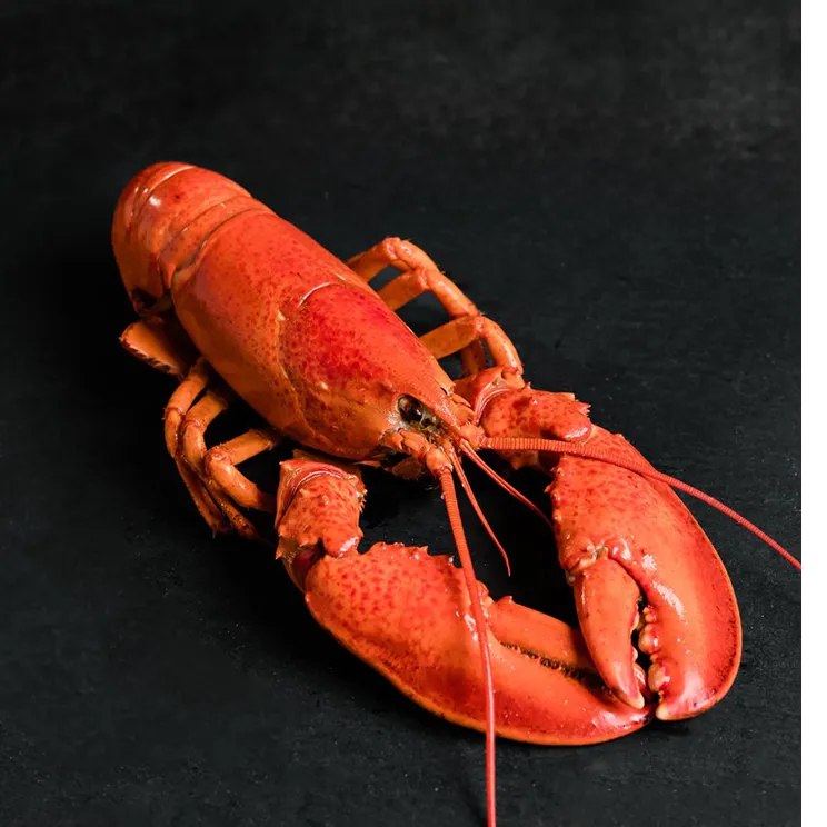 Lobster