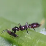 Vespiformis-System : La solution contre les thrips des feuilles