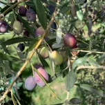 VISITE GUIDATE E DEGUSTAZIONI