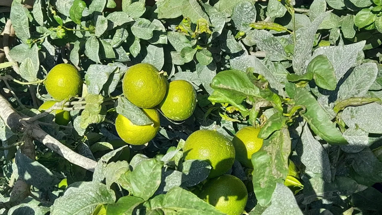 Ingredients with Personality and Responsibility : Bergamot Spain Essential Oil