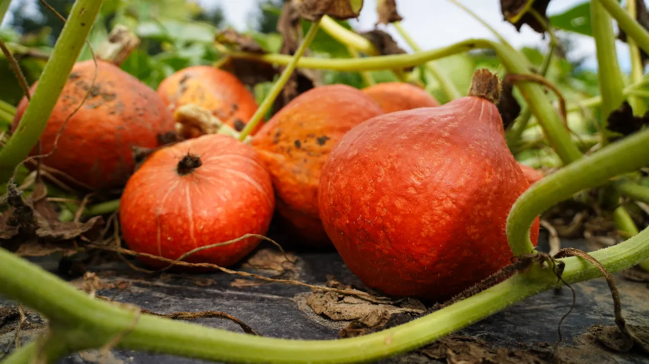 Innovations et révolutions dans le paillage en cultures légumières