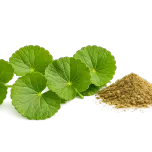 InnerCica™ - Scientifically proven Centella Asiatica(Gotu Kola) extract