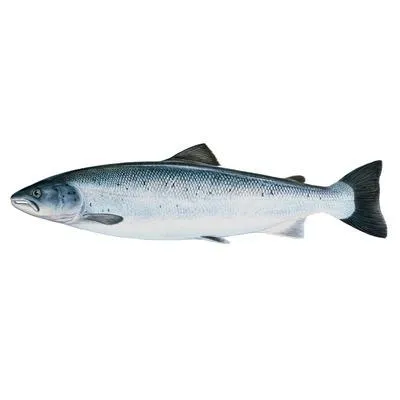 Atlantic Salmon (Salmo salar)