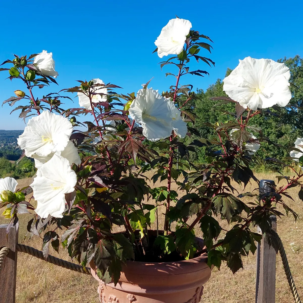 Hibiscus x moscheutos Carousel ® Ghost