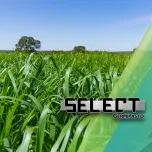 Sementes Select
