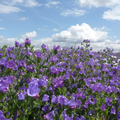 Echium Oil