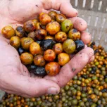 PROSTEROL®: SAW PALMETTO BERRY EXTRACT