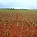 Piloto Automático Elétrico