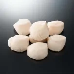 Scallop (Patinopecten yessoensis)