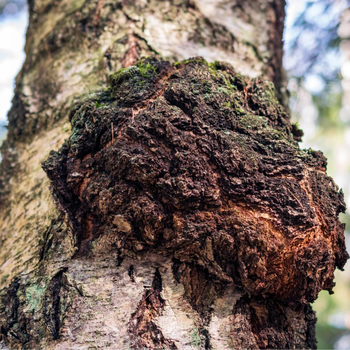 Chaga (Inonotus obliquus) Mushroom Mycelium