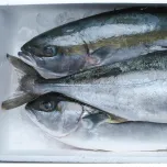 NORDIC KINGFISH HIRAMASA