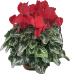 CYCLAMEN
