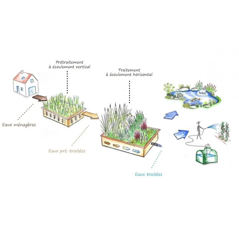 Plantes pour phytoépuration / lagunage