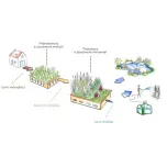 Plantes pour phytoépuration / lagunage