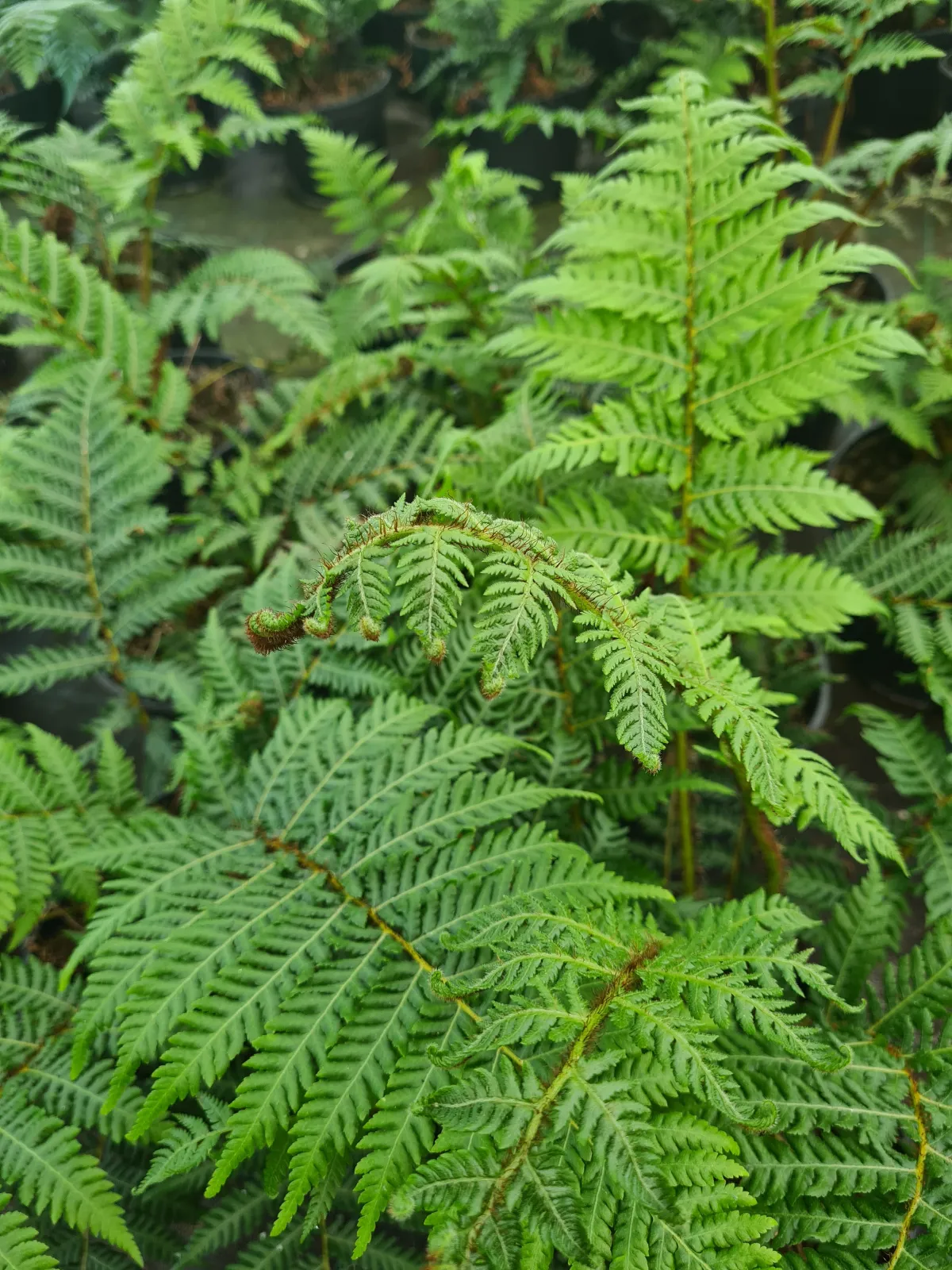 Fougère arborescente d'Australie