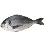 Dorade (Sea Bream, Orata) Fillet & Whole