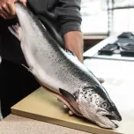 Organic Atlantic Salmon