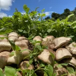 King Agaricus KA21, Raw Material