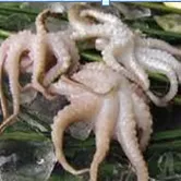 Poulpes, Seiches , Calamars, Crevettes, Langoustes, Crabes , Dorades, Soles, thiofs, Capitaine, Sardinelles, chinchards, maquereau, sabre, ethmalose , Farine et huiles de poissons , cymbium, praires, les buches