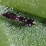 Vespiformis-System : La solution contre les thrips des feuilles