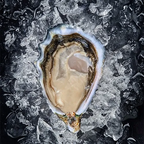 Oysters