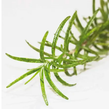 Rosemary Antioxidant - SANTIOX™