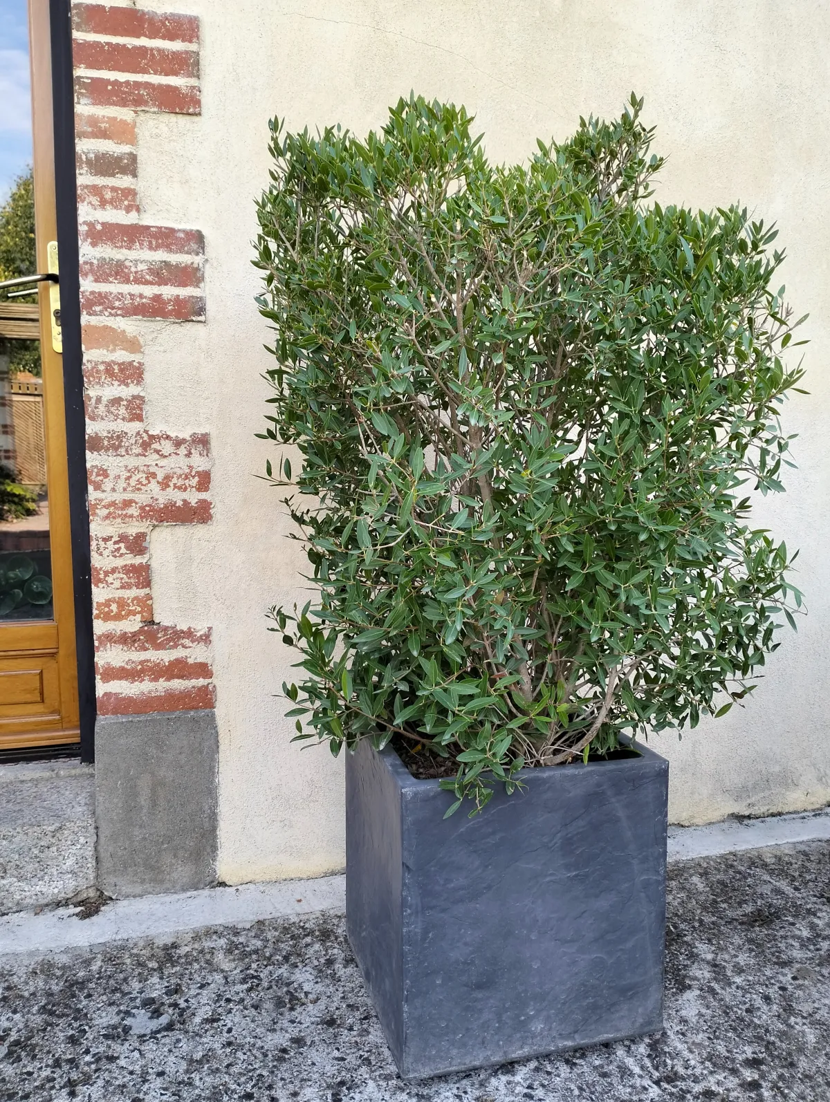 PHILLYREA ANGUSTIFOLIA GREEN QUICK®