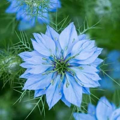 Black Cumin Seed Oil