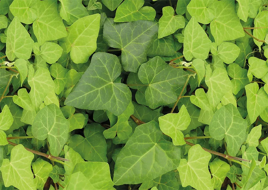 Hedera Algerian Bellecour