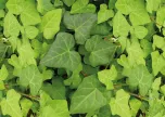 Hedera Algerian Bellecour