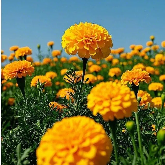 Marigold Extract