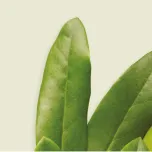 Butylscopolamine - Hioscine Butylbromide