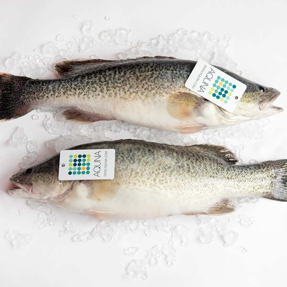 Murray Cod (Maccullochella peelii)