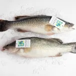 Murray Cod (Maccullochella peelii)