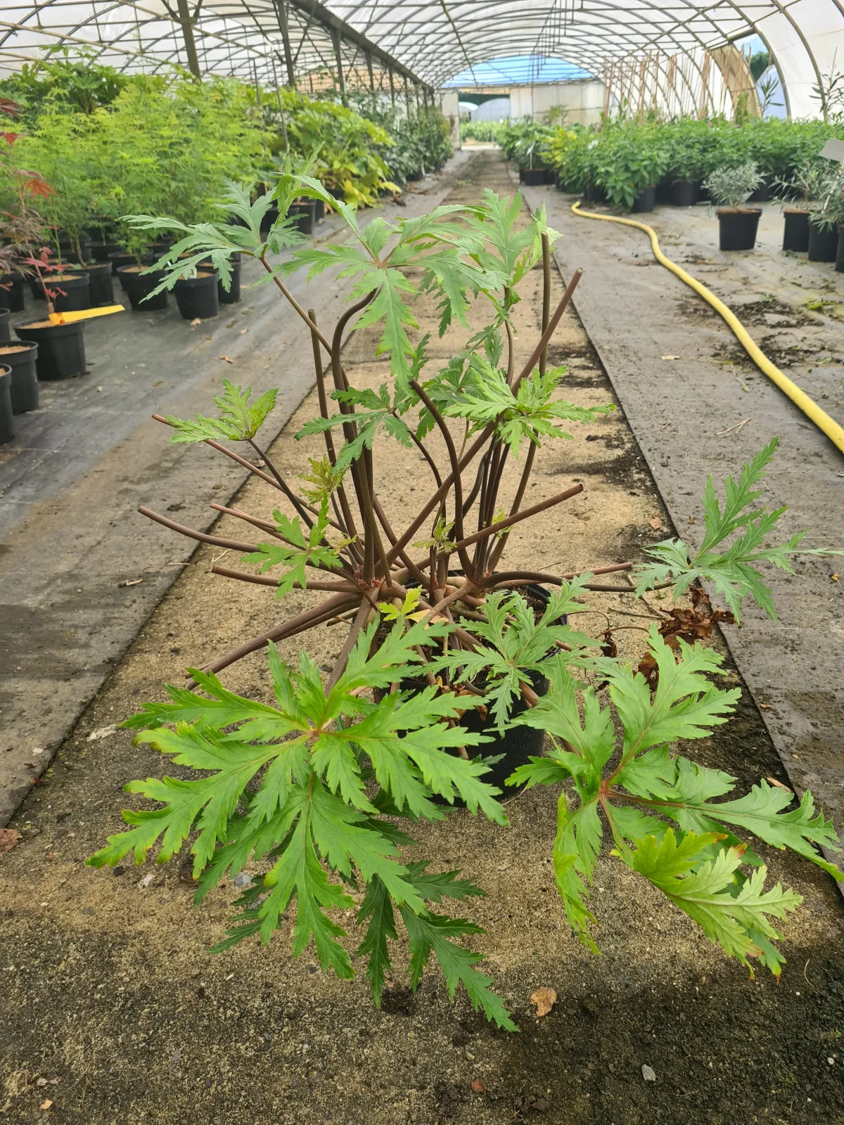 Géranium de Madère