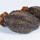 Sea cucumber, water out and cooked 30 min.