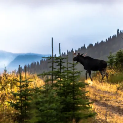 Genovalia - Centre de valorisation des données en génomique non-humaine