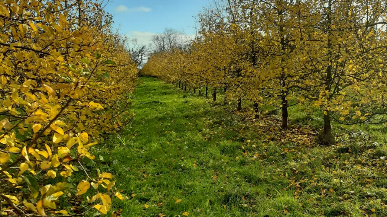ENTRETIENS CIDRICOLES : Fertilisation du verger et régularité de production