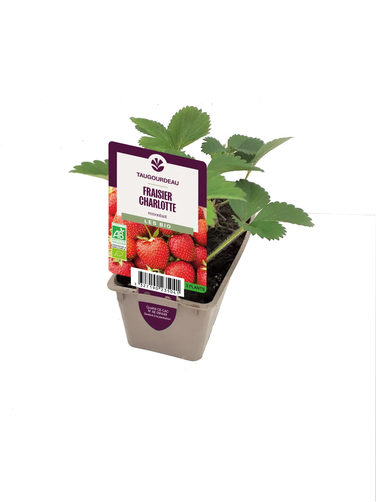 Fraisier remontant Charlotte