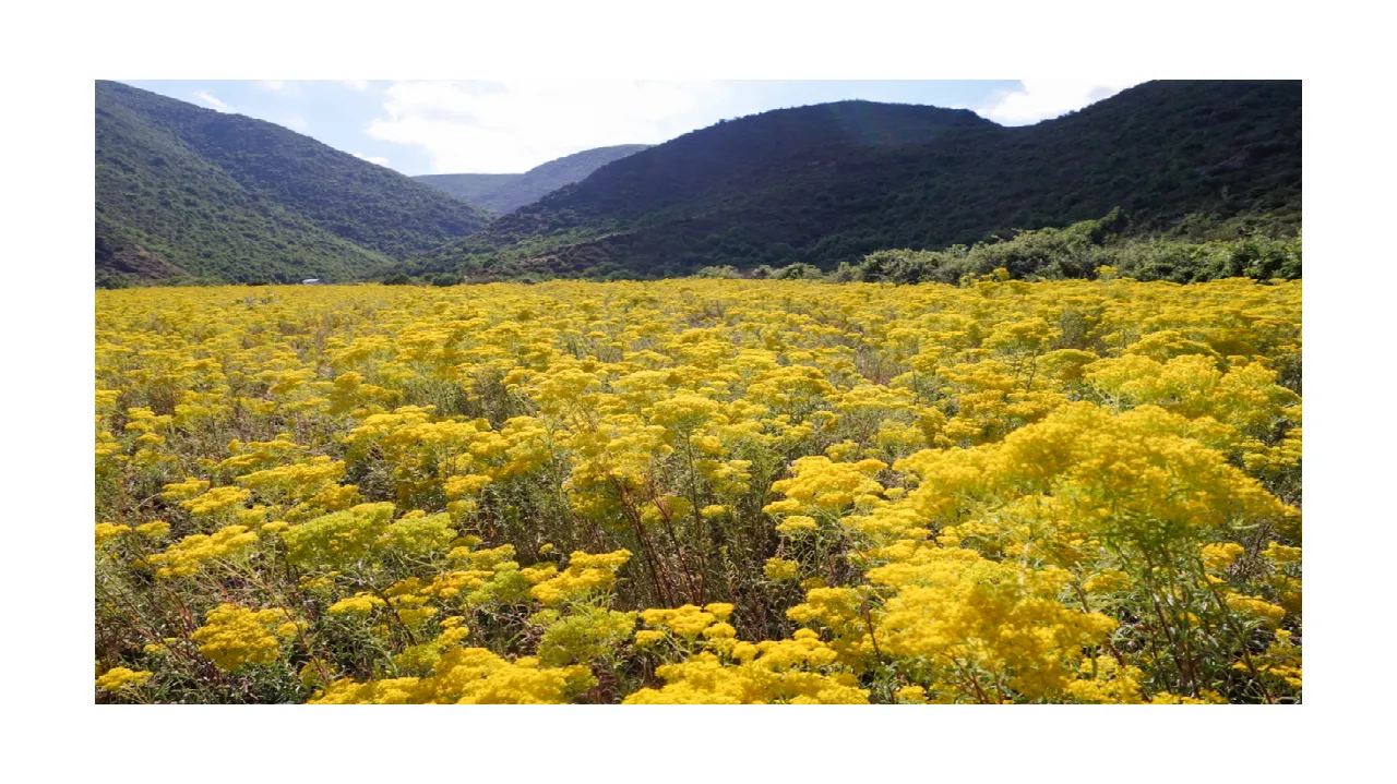 Dépollution verte : échanges sur un nouvel ouvrage de l’éditeur QUAE sur l’utilisation des végétaux pour réhabiliter les milieux contaminés